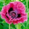 Papaver 'Central Park' Poppy Bulb -Botanical Bliss 29701