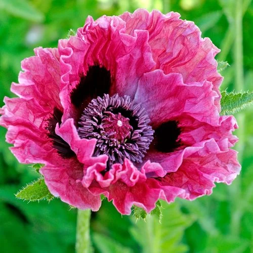 Papaver 'Central Park' Poppy Bulb 3 Papaver 'Central Park' Poppy Bulb