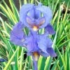 Iris 'Albo Variegata' -Botanical Bliss 29707