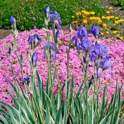Iris 'Albo Variegata' -Botanical Bliss 29707 1