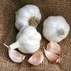 Garlic Idaho Silver Bulbs -Botanical Bliss 29792 PK 2
