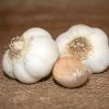Garlic California Select Bulbs -Botanical Bliss 29793 PK 2