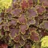 Heucherella 'Solar Eclipse' Coral Bells -Botanical Bliss 30865