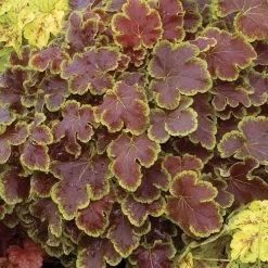 Heucherella 'Solar Eclipse' Coral Bells