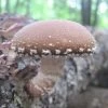 Mushroom Shiitake Log Spawn Plugs (100) -Botanical Bliss 31007