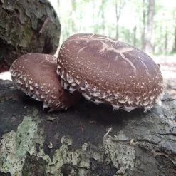 Mushroom Shiitake Log Spawn Plugs (100) -Botanical Bliss 31007 2