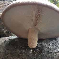 Mushroom Shiitake Log Spawn Plugs (100) -Botanical Bliss 31007 3