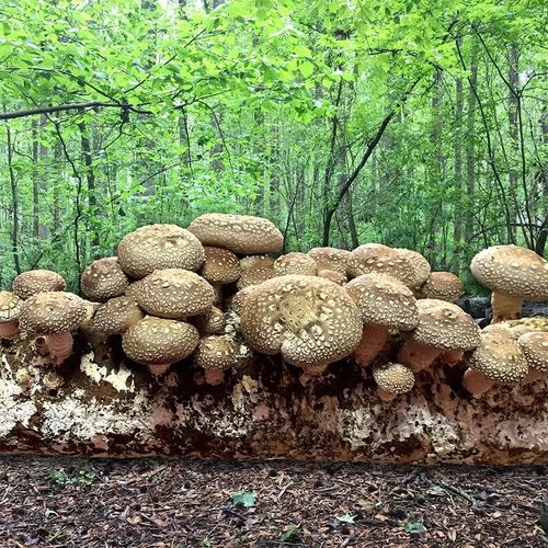 Mushroom Shiitake Fruiting Kit 3 Mushroom Shiitake Fruiting Kit
