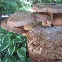 Mushroom Shiitake Fruiting Kit 7 Mushroom Shiitake Fruiting Kit -Botanical Bliss 31019 2