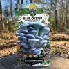 Mushroom Blue Oyster Countertop Kit -Botanical Bliss 31020