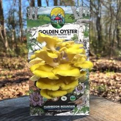 Mushroom Golden Oyster Countertop Kit