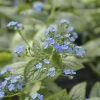 Brunnera 'Sea Heart' 1 Brunnera 'Sea Heart' -Botanical Bliss 31164