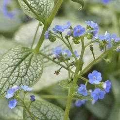 Brunnera 'Sea Heart' -Botanical Bliss 31164 2