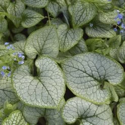 Brunnera 'Sea Heart' -Botanical Bliss 31164 3