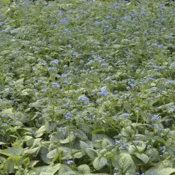 Brunnera 'Sea Heart' -Botanical Bliss 31164 4
