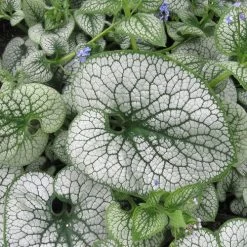 Brunnera 'Sea Heart' -Botanical Bliss 31164 5