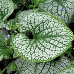 Brunnera 'Sea Heart' -Botanical Bliss 31164 6