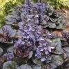 Ajuga 'Black Scallop' -Botanical Bliss 31530
