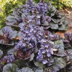 Ajuga 'Black Scallop'