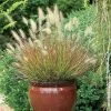 Burgundy Bunny Fountain Grass