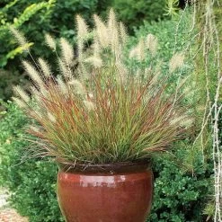 Burgundy Bunny Fountain Grass
