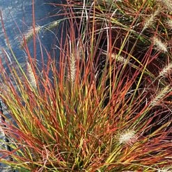 Burgundy Bunny Fountain Grass -Botanical Bliss 31557 2