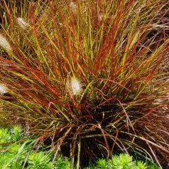 Burgundy Bunny Fountain Grass -Botanical Bliss 31557 3