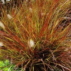 Burgundy Bunny Fountain Grass -Botanical Bliss 31557 4