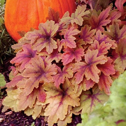 Heucherella 'Sweet Tea' 4 Heucherella 'Sweet Tea' - Image 2