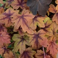 Heucherella 'Sweet Tea' 8 Heucherella 'Sweet Tea' -Botanical Bliss 31561 2