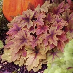 Heucherella 'Sweet Tea' 9 Heucherella 'Sweet Tea' -Botanical Bliss 31561 3