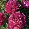 'Karl Rosenfield' Peony -Botanical Bliss 31604
