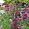 Agastache 'Rosie Posie' -Botanical Bliss 31605