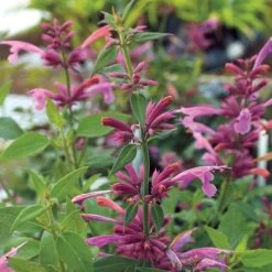Agastache 'Rosie Posie'
