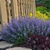Nepeta 'Purrsian Blue' -Botanical Bliss 31810