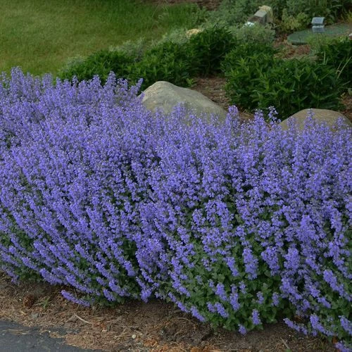 Nepeta 'Purrsian Blue' 4 Nepeta 'Purrsian Blue' - Image 2