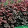 Heuchera 'Palace Purple' 1 Heuchera 'Palace Purple' -Botanical Bliss 32543