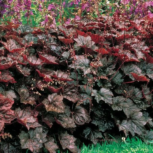 Heuchera 'Palace Purple' 3 Heuchera 'Palace Purple'