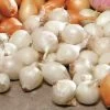 White Onion Sets -Botanical Bliss 33705 pk 80