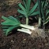 Lancelot Leek Plants -Botanical Bliss 33714 pk 60