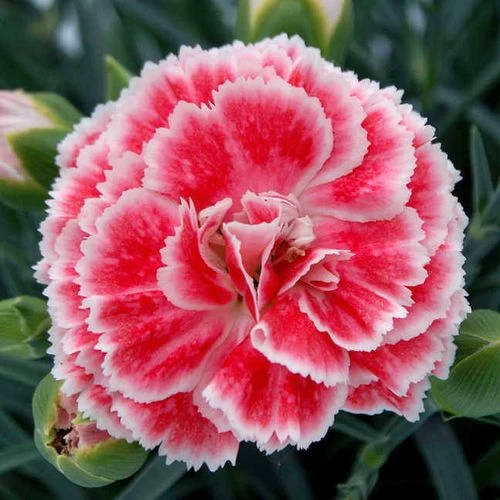 Dianthus Scent First® 'Coral Reef' 3 Dianthus Scent First® 'Coral Reef'
