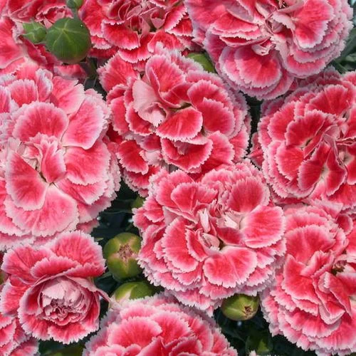 Dianthus Scent First® 'Coral Reef' 4 Dianthus Scent First® 'Coral Reef' - Image 2