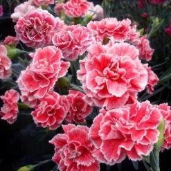 Dianthus Scent First® 'Coral Reef' 7 Dianthus Scent First® 'Coral Reef' -Botanical Bliss 35276 2