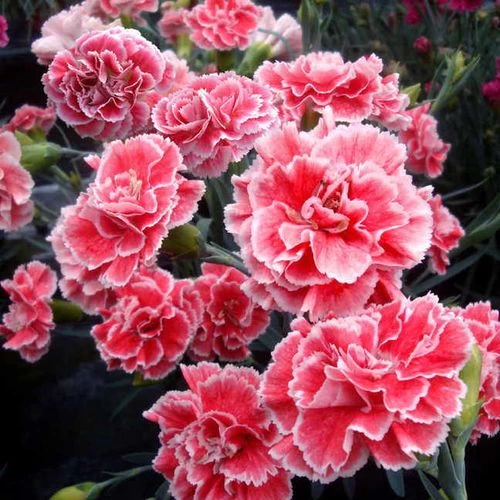 Dianthus Scent First® 'Coral Reef' 5 Dianthus Scent First® 'Coral Reef' - Image 3