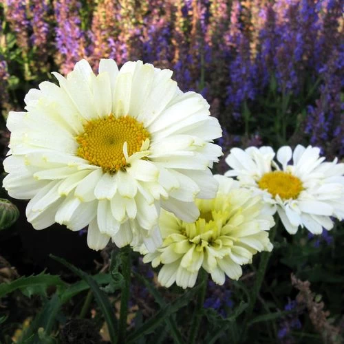 Leucanthemum 'Real Dream' 5 Leucanthemum 'Real Dream' - Image 3