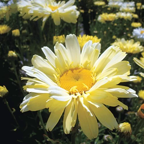 Leucanthemum 'Real Dream' 6 Leucanthemum 'Real Dream' - Image 4