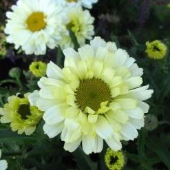 Leucanthemum 'Real Dream' 15 Leucanthemum 'Real Dream' -Botanical Bliss 35287 4