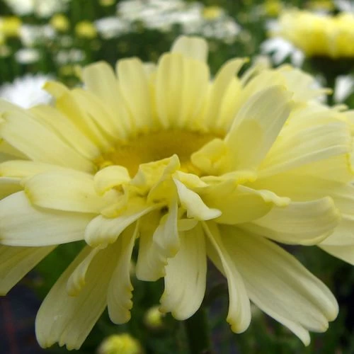 Leucanthemum 'Real Dream' 9 Leucanthemum 'Real Dream' - Image 7