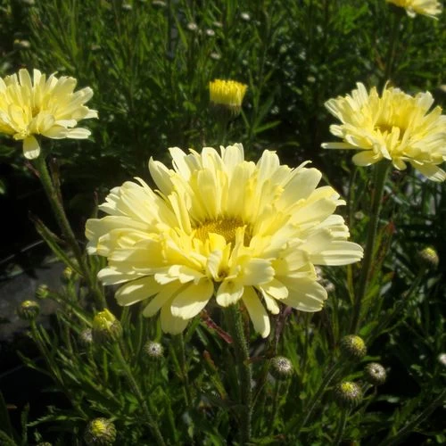 Leucanthemum 'Real Dream' 10 Leucanthemum 'Real Dream' - Image 8