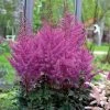 Astilbe 'Nemo' 2 Astilbe 'Nemo' -Botanical Bliss 35599